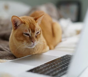 Vous avez aimé ChatGPT ? Découvrez CatGPT